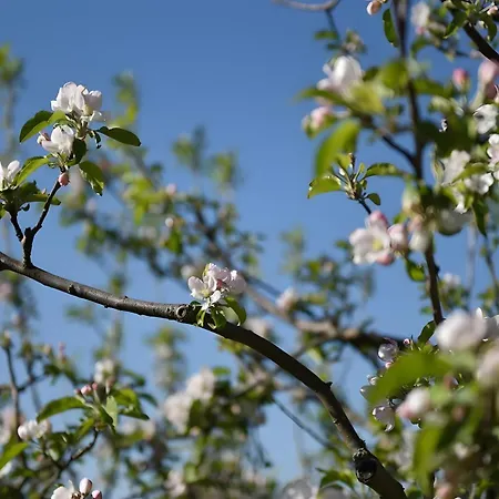 Ferienwohnung Apfelbluete Burgbernheim Zewnętrze zdjęcie